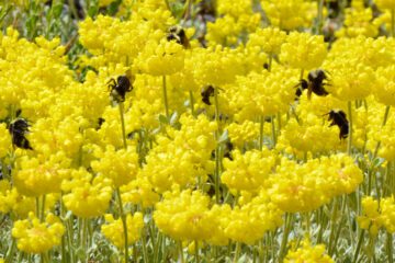 Photo of bees in yellow flowers